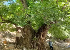 ثبت سه جاذبه طبیعی لرستان در فهرست آثار طبیعی کشور