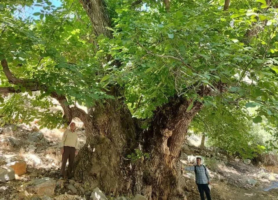 ثبت سه جاذبه طبیعی لرستان در فهرست آثار طبیعی کشور
